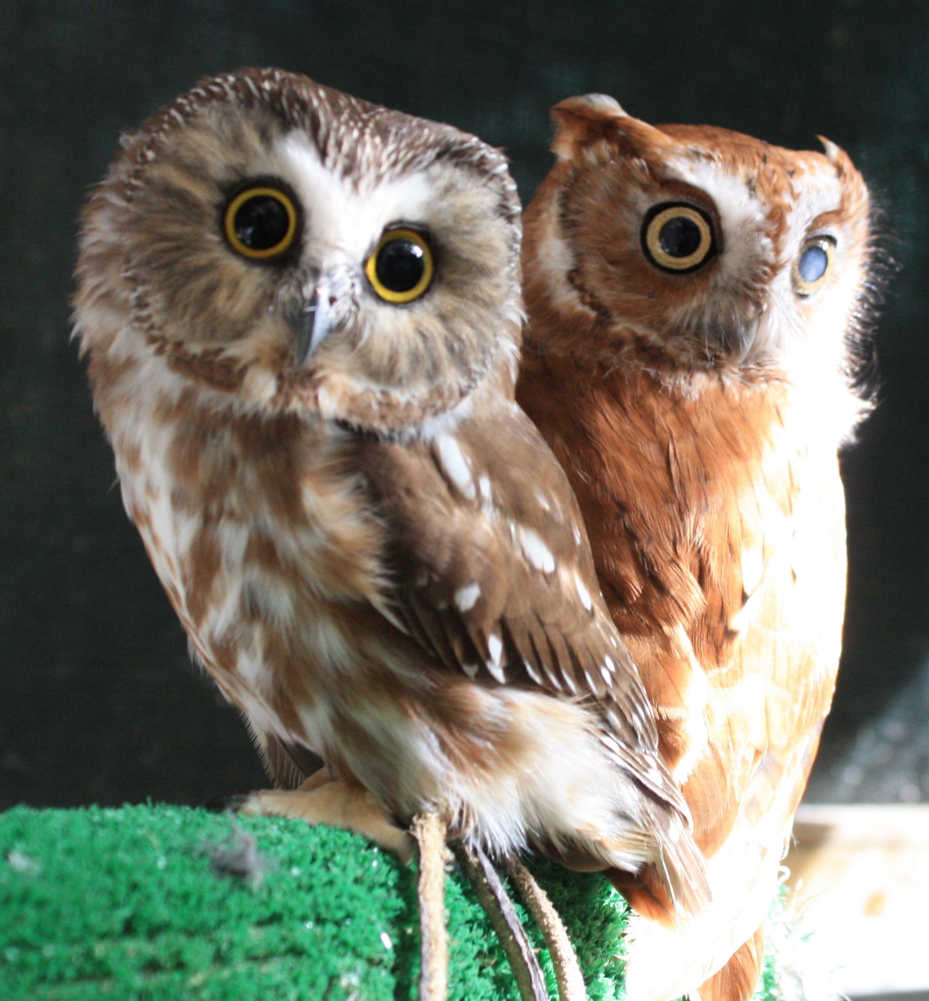 Hoo Haven Owl