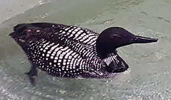 A Loon taking advantage of Hoo Havens Aquatic Area.