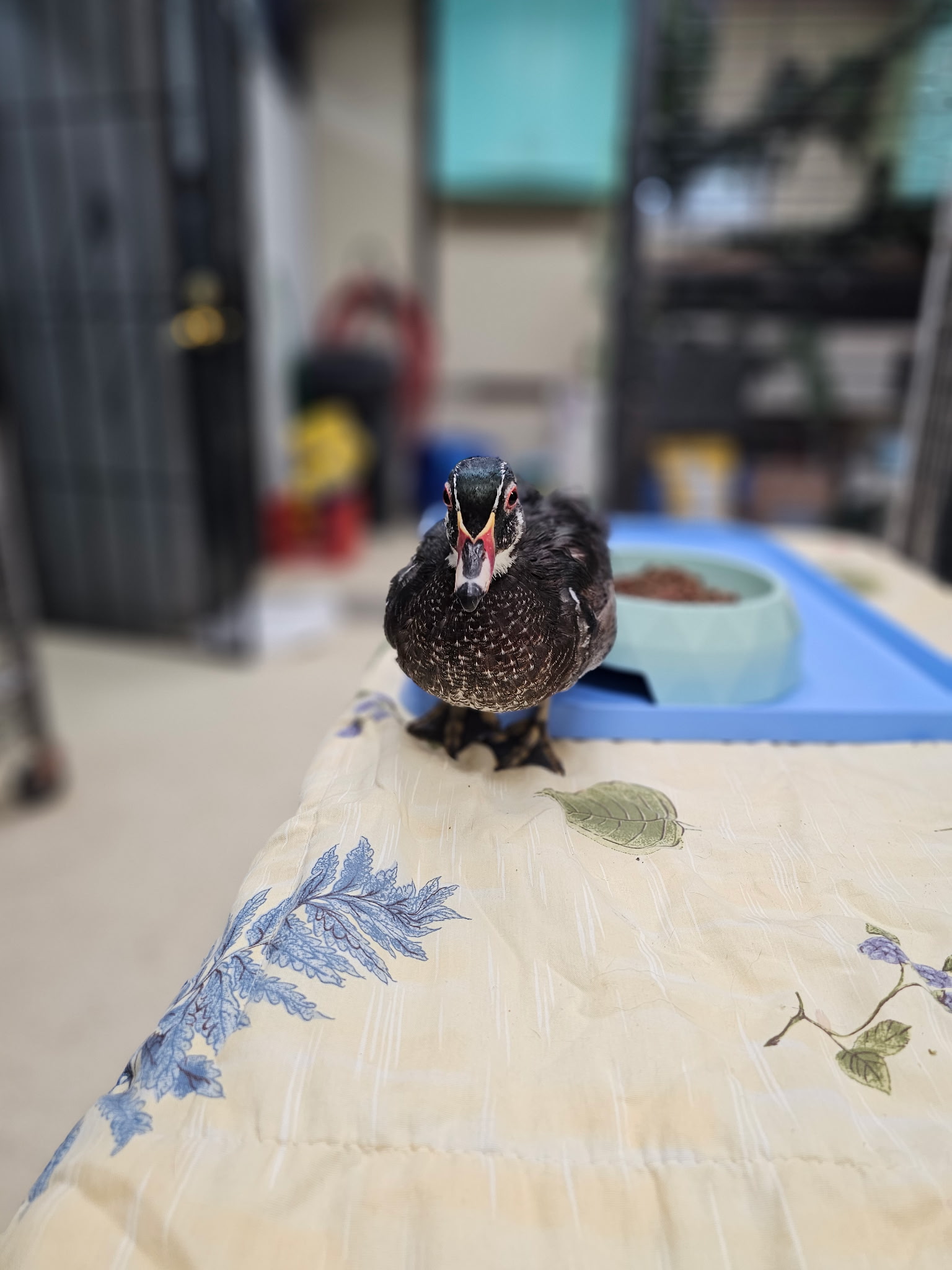Peepers: our new educational wood duck.