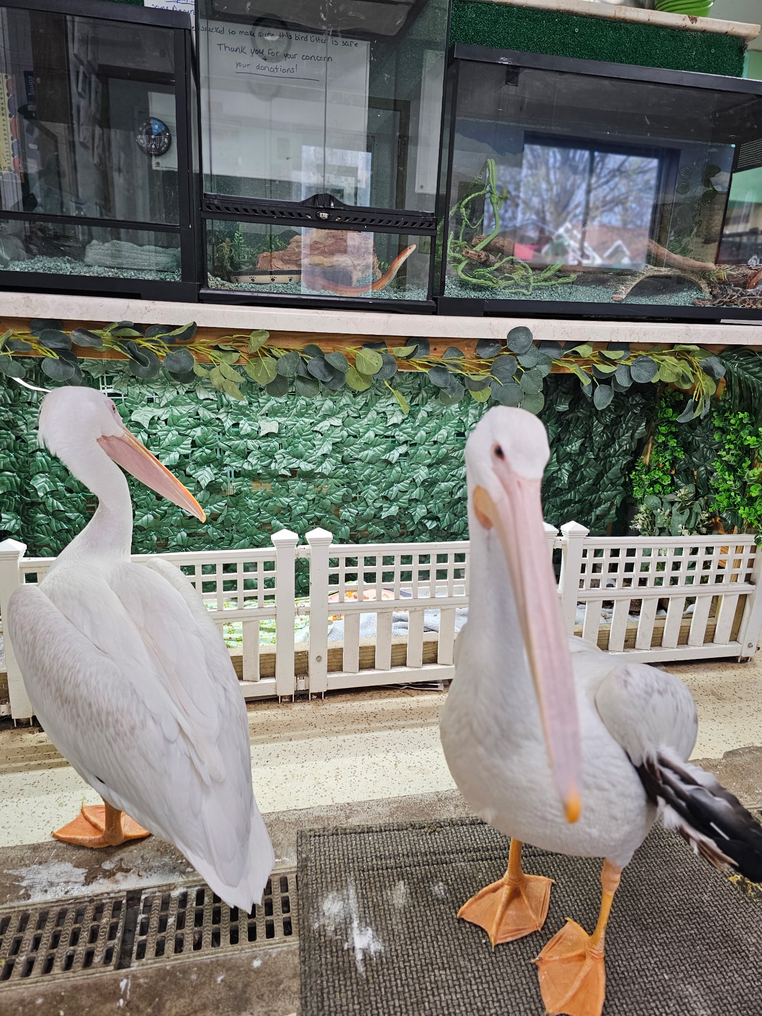 Dixy and Charley: Our educational pelicans.